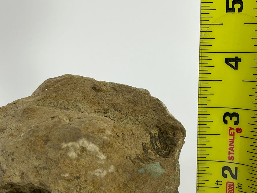 Rock With Fossilized Shells 5W X 3D X 3.5H [Photo 12]