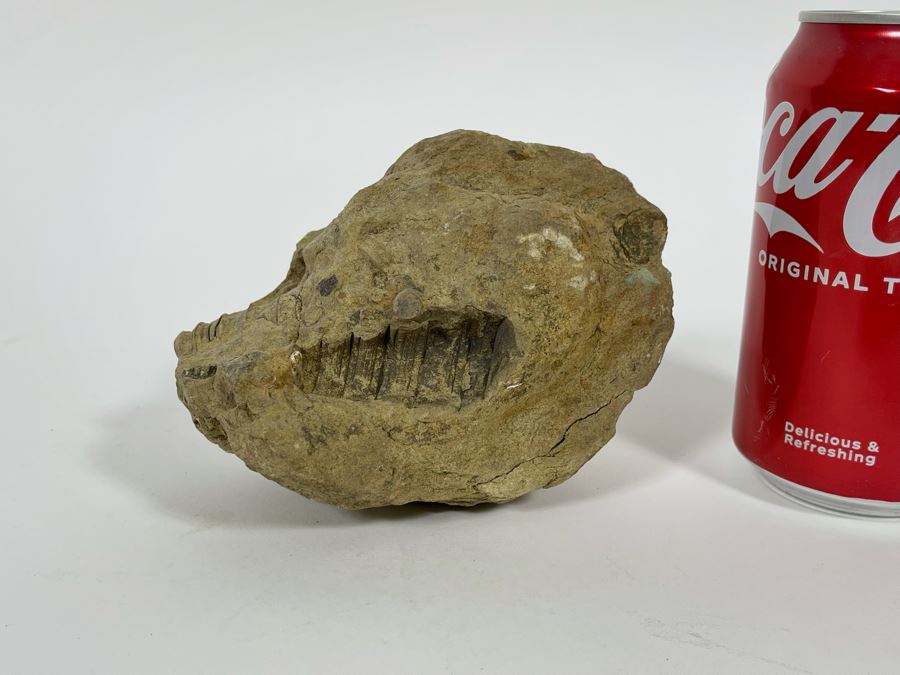 Rock With Fossilized Shells 5W X 3D X 3.5H [Photo 4]