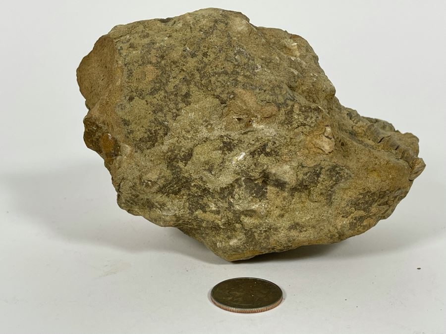 Rock With Fossilized Shells 5W X 3D X 3.5H [Photo 7]