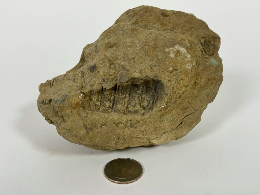 Rock With Fossilized Shells 5W X 3D X 3.5H [Photo 3]