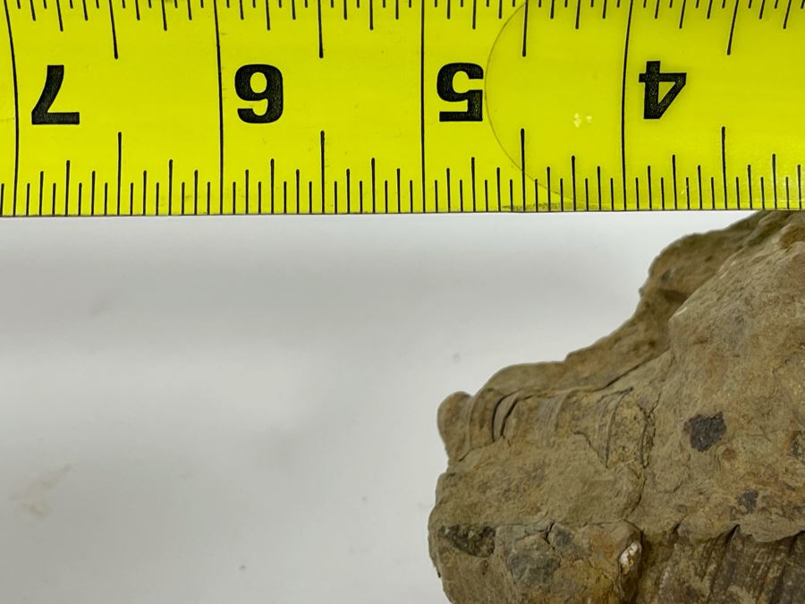 Rock With Fossilized Shells 5W X 3D X 3.5H [Photo 10]