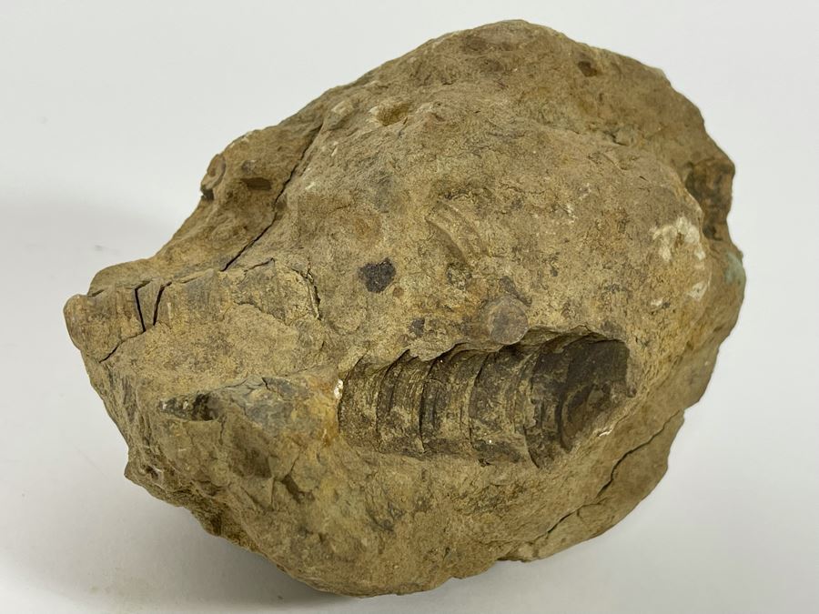 Rock With Fossilized Shells 5W X 3D X 3.5H [Photo 6]