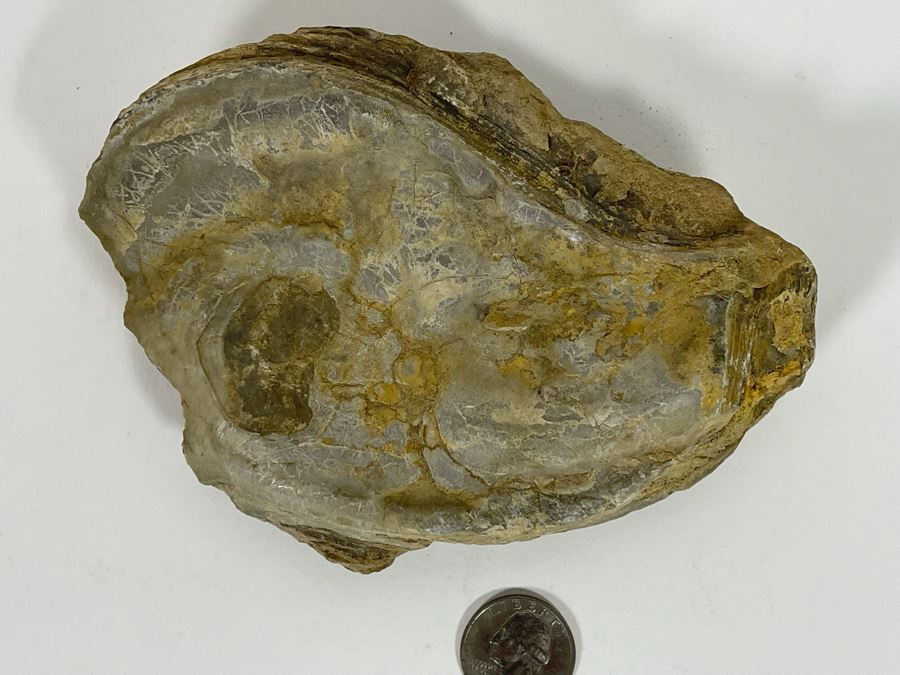 Fossilized Oyster [Photo 3]