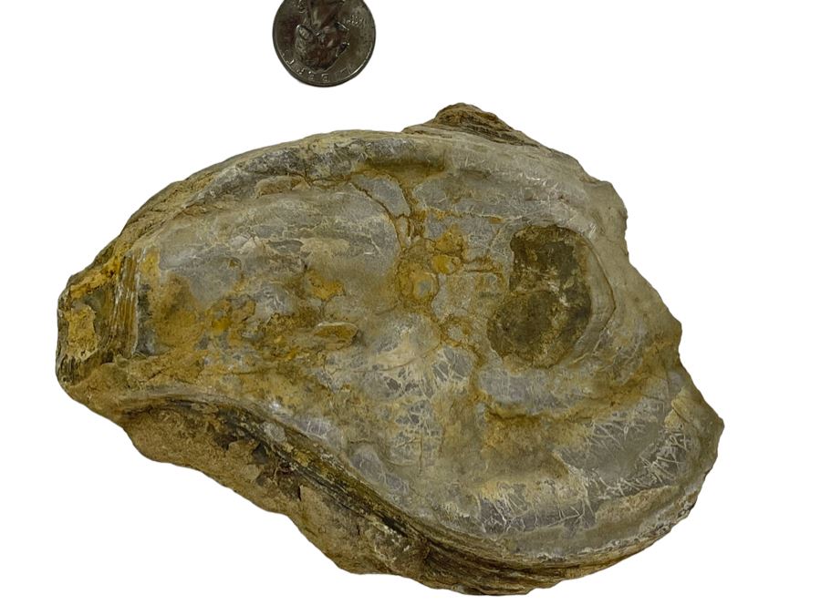 Fossilized Oyster [Photo 1]