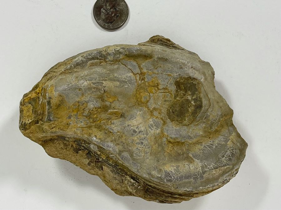 Fossilized Oyster [Photo 2]