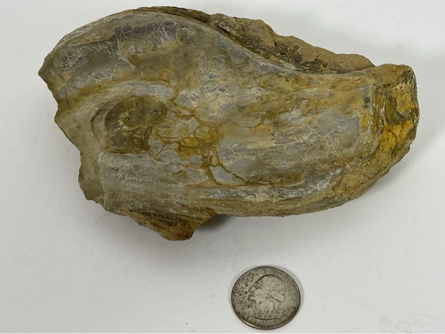 Fossilized Oyster [Photo 4]