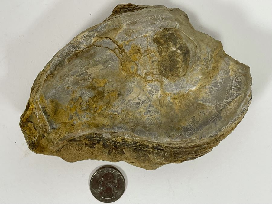 Fossilized Oyster [Photo 5]