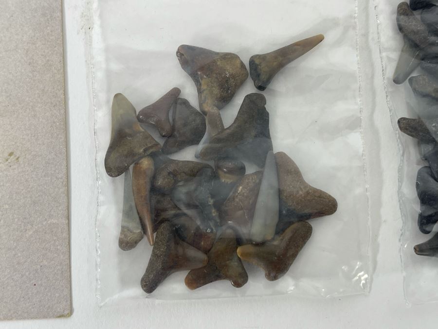 Large Collection Of Shark Teeth [Photo 14]