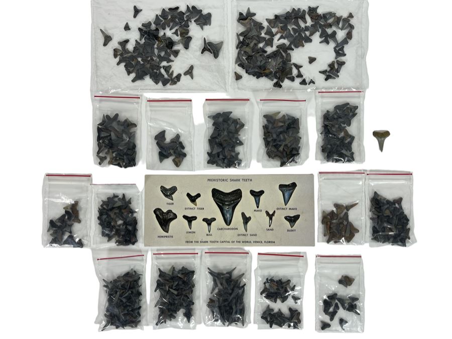 Large Collection Of Shark Teeth [Photo 1]