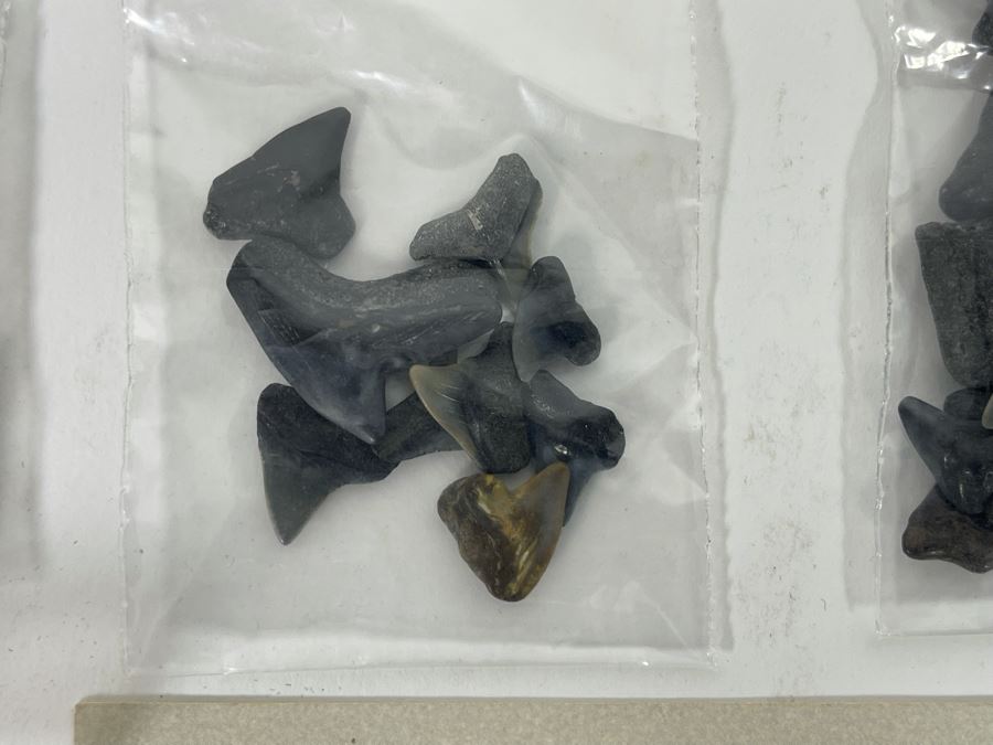 Large Collection Of Shark Teeth [Photo 9]