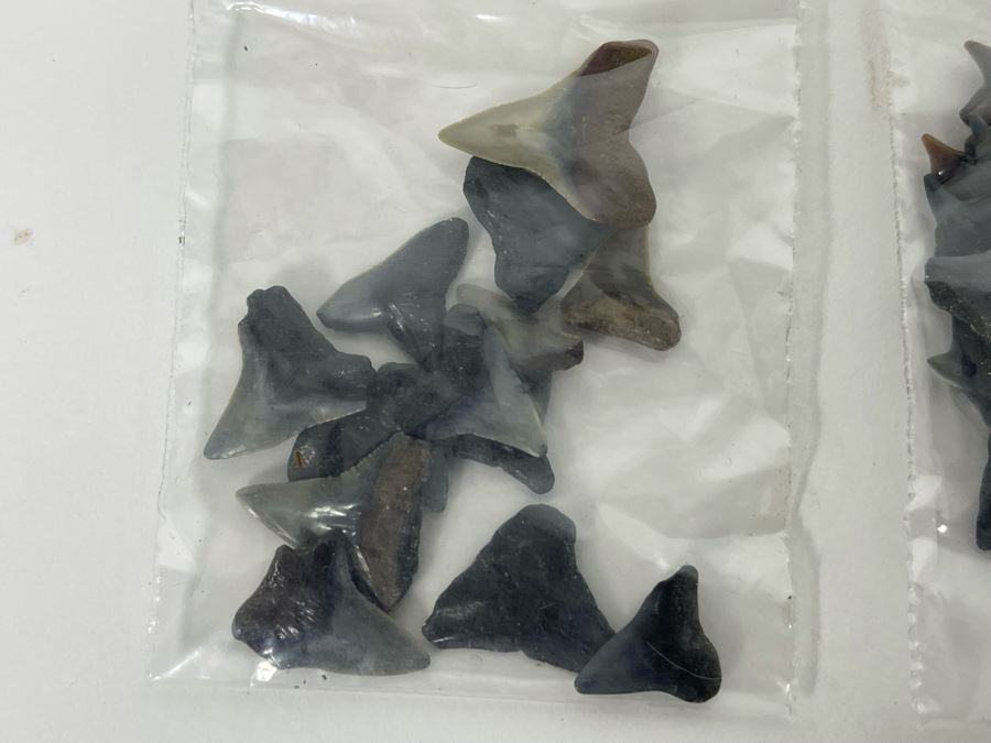 Large Collection Of Shark Teeth [Photo 16]