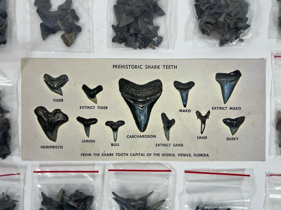 Large Collection Of Shark Teeth [Photo 4]