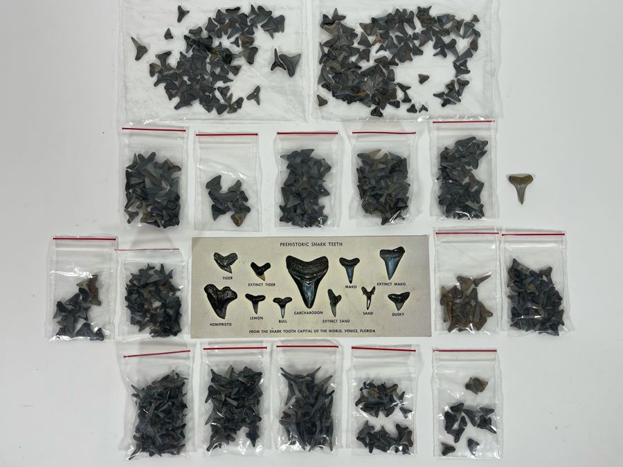 Large Collection Of Shark Teeth [Photo 3]