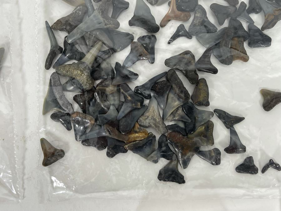 Large Collection Of Shark Teeth [Photo 6]