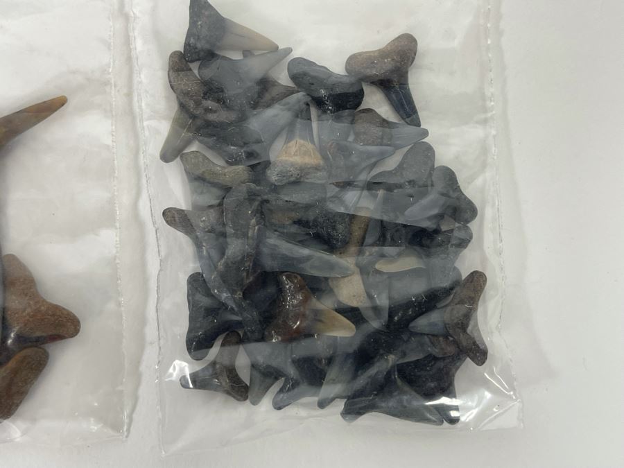 Large Collection Of Shark Teeth [Photo 13]