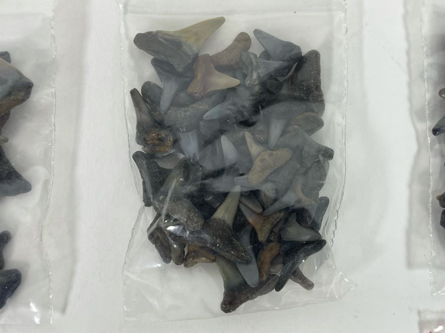 Large Collection Of Shark Teeth [Photo 11]