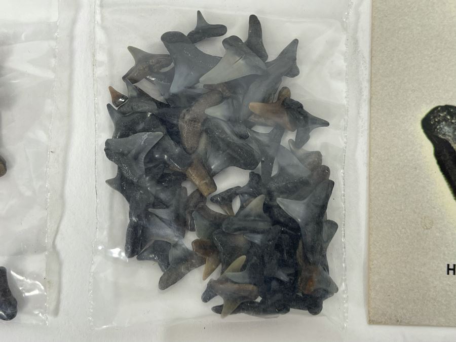 Large Collection Of Shark Teeth [Photo 15]