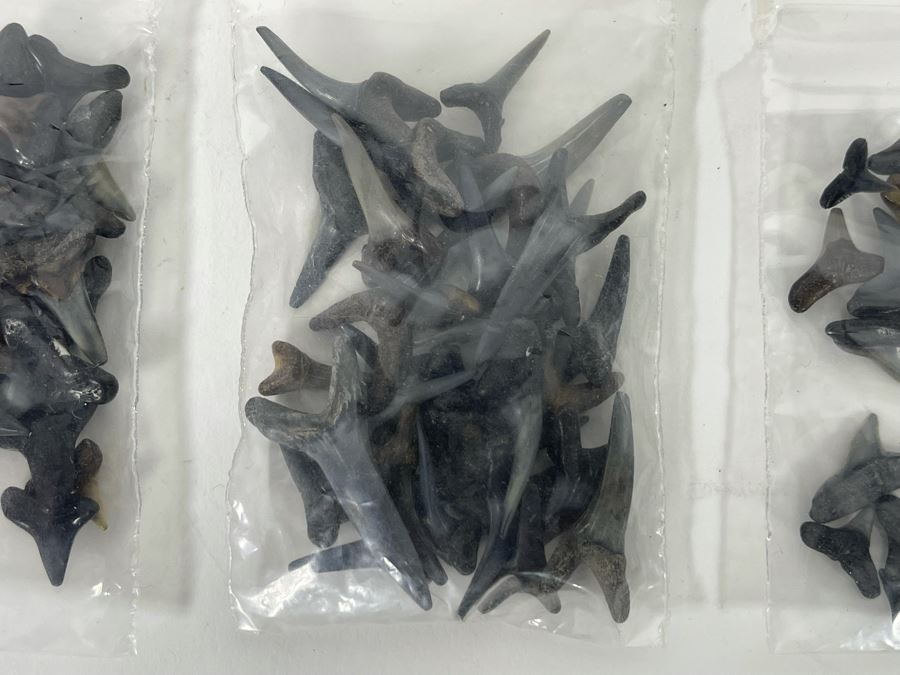 Large Collection Of Shark Teeth [Photo 19]