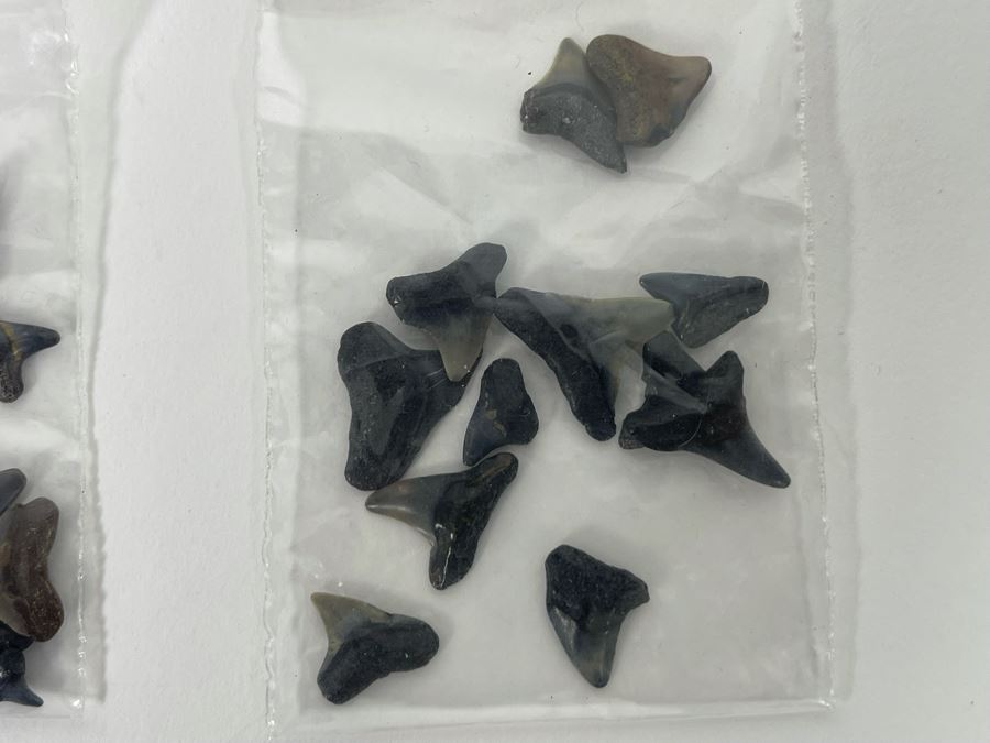 Large Collection Of Shark Teeth [Photo 21]