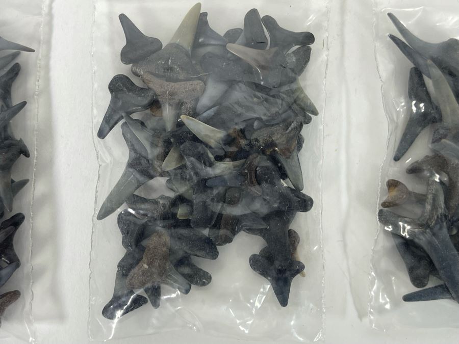 Large Collection Of Shark Teeth [Photo 18]