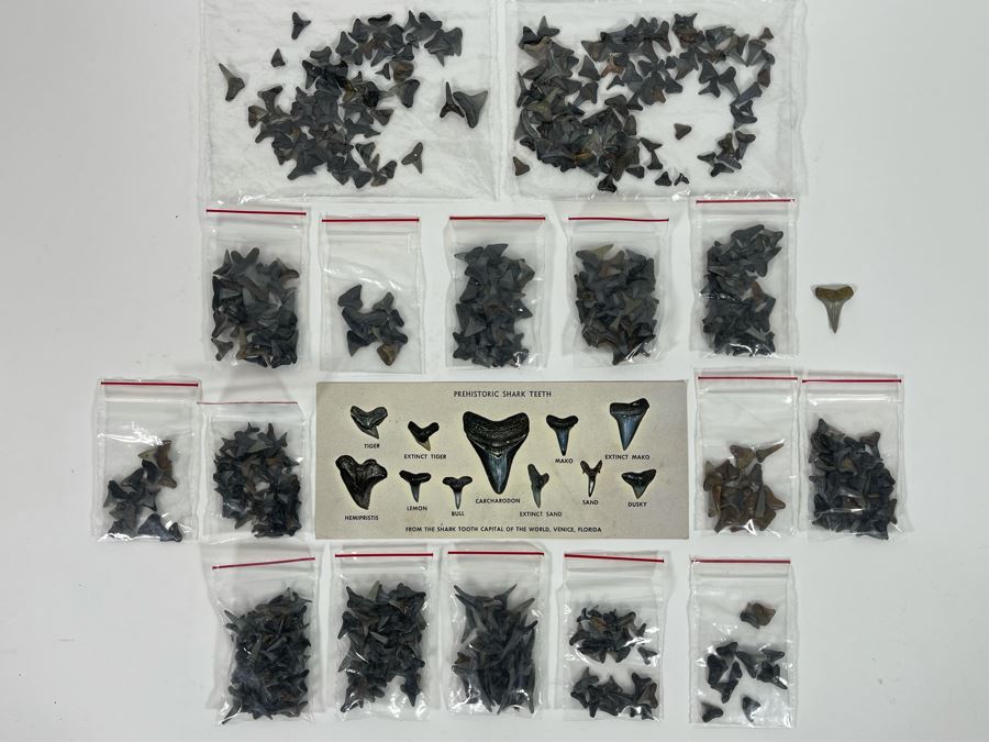 Large Collection Of Shark Teeth [Photo 2]