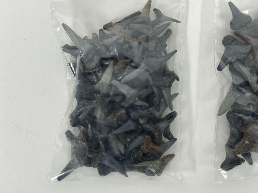 Large Collection Of Shark Teeth [Photo 17]