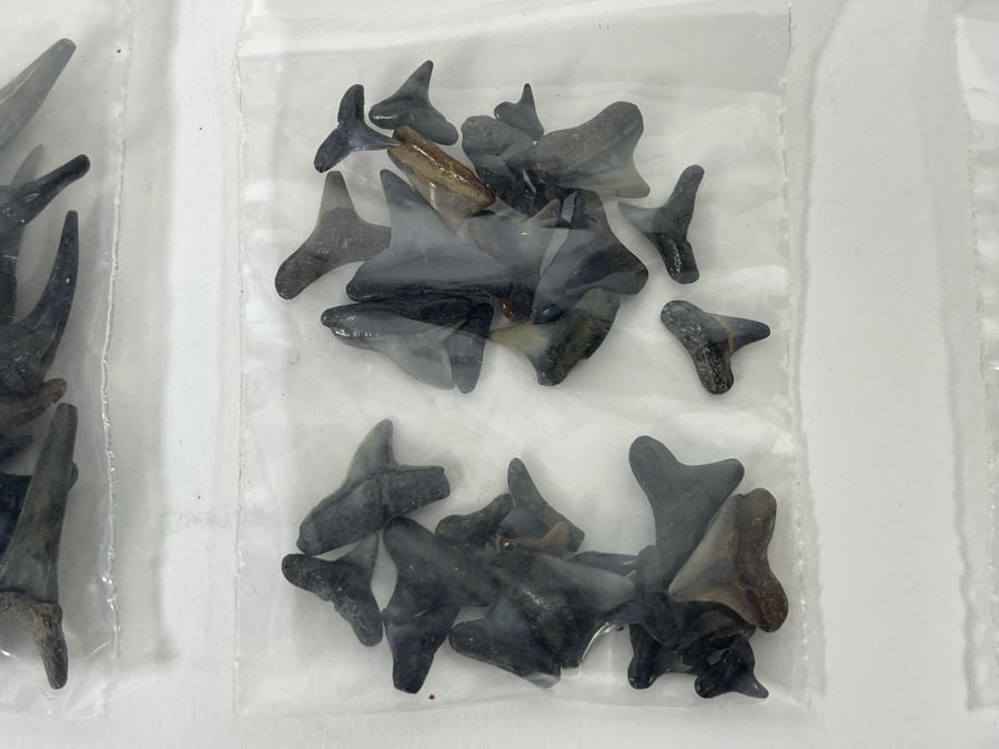 Large Collection Of Shark Teeth [Photo 20]
