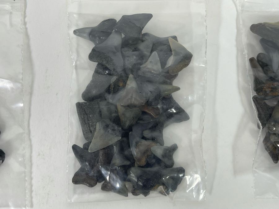 Large Collection Of Shark Teeth [Photo 10]