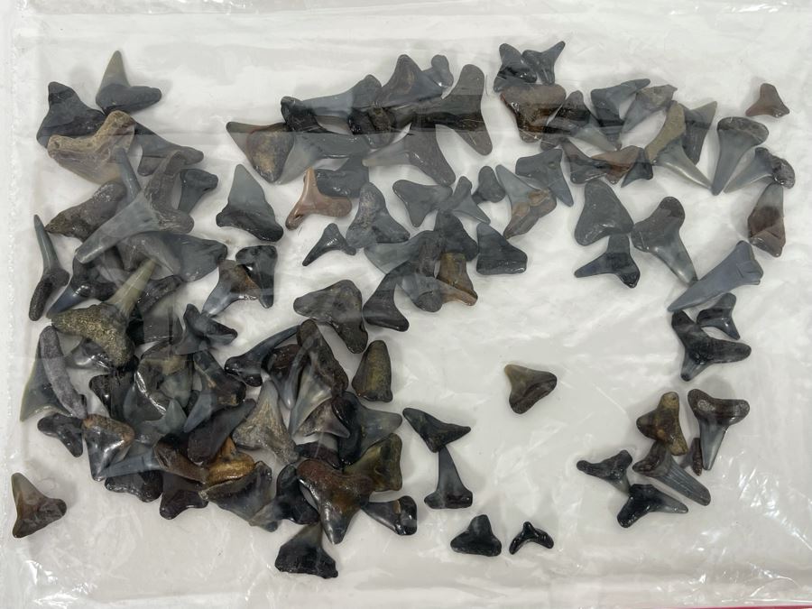Large Collection Of Shark Teeth [Photo 5]