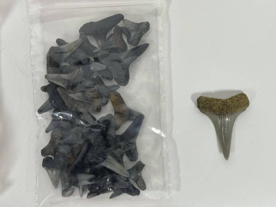 Large Collection Of Shark Teeth [Photo 12]