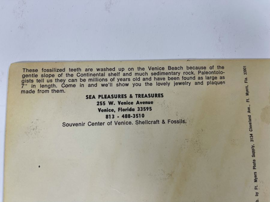 Large Collection Of Shark Teeth [Photo 22]