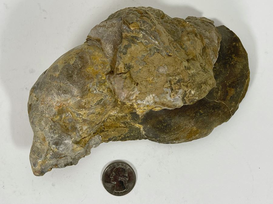 Fossilized Oyster [Photo 4]