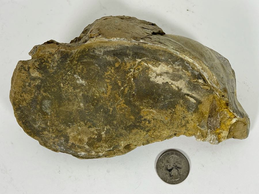 Fossilized Oyster [Photo 3]