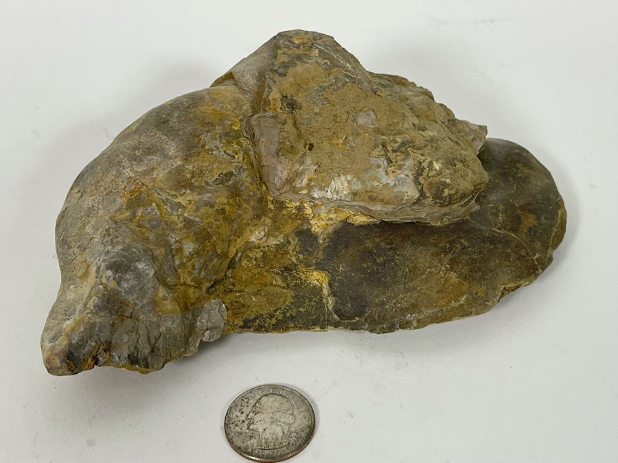 Fossilized Oyster