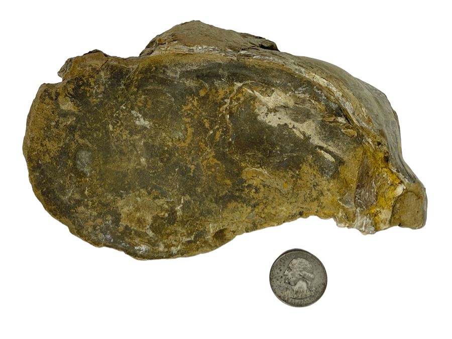 Fossilized Oyster [Photo 1]