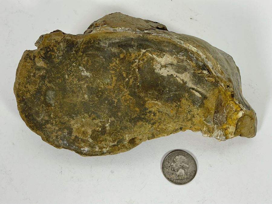 Fossilized Oyster [Photo 2]