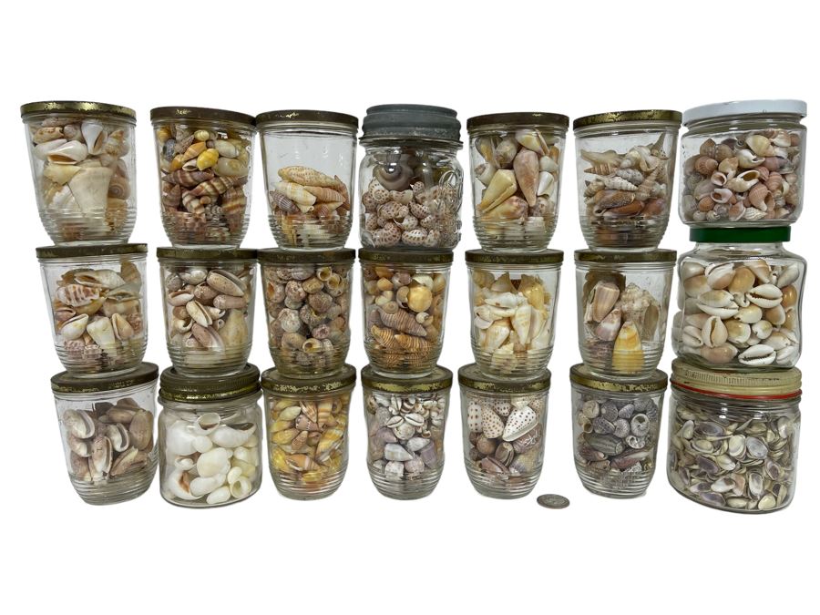 Collection Of Organic Seashells Mainly From The South Pacific Ocean [Photo 1]