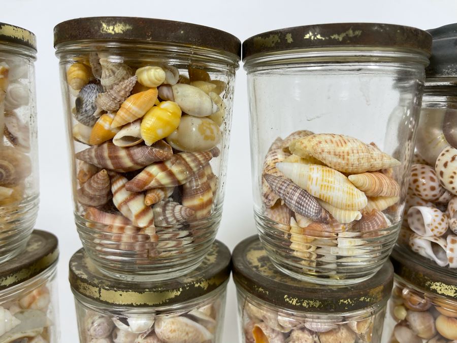 Collection Of Organic Seashells Mainly From The South Pacific Ocean [Photo 14]