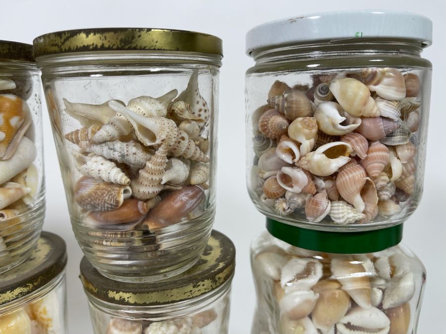 Collection Of Organic Seashells Mainly From The South Pacific Ocean [Photo 12]