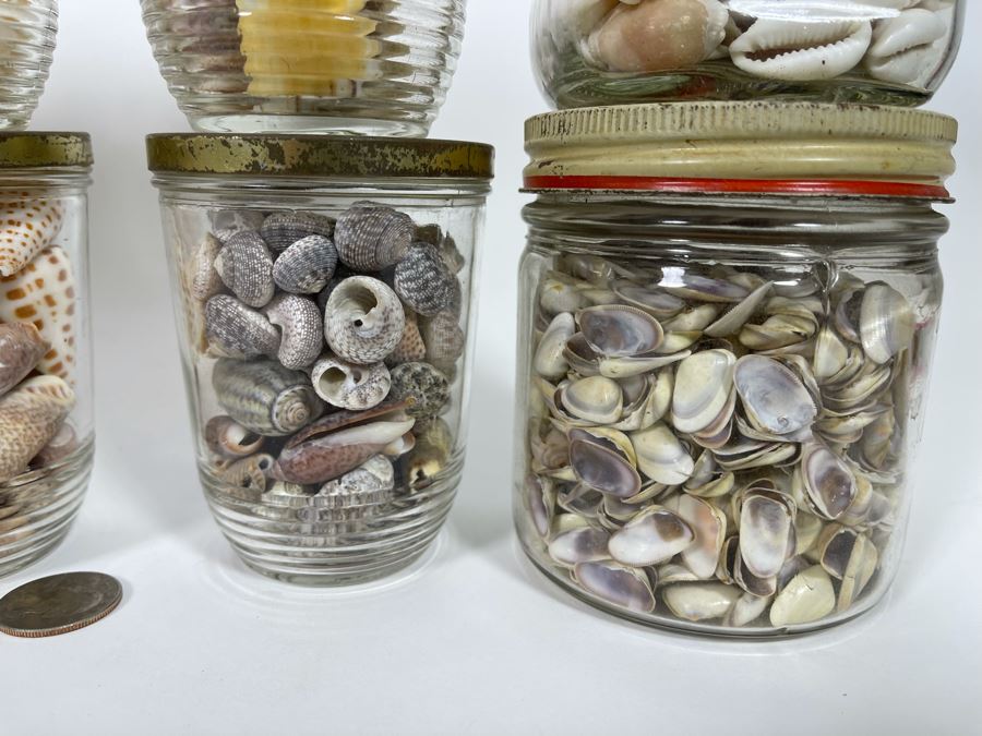 Collection Of Organic Seashells Mainly From The South Pacific Ocean [Photo 4]