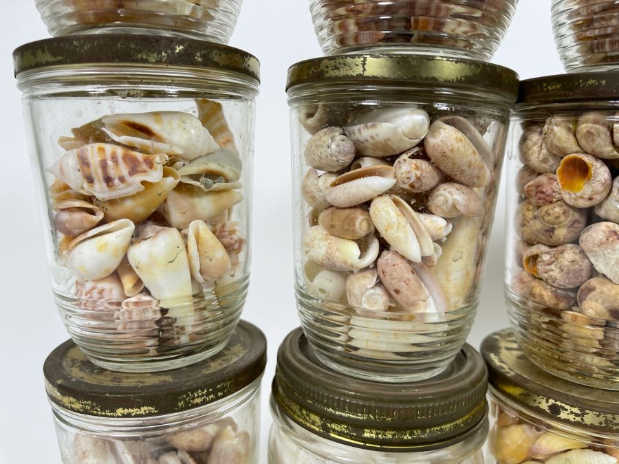 Collection Of Organic Seashells Mainly From The South Pacific Ocean [Photo 8]