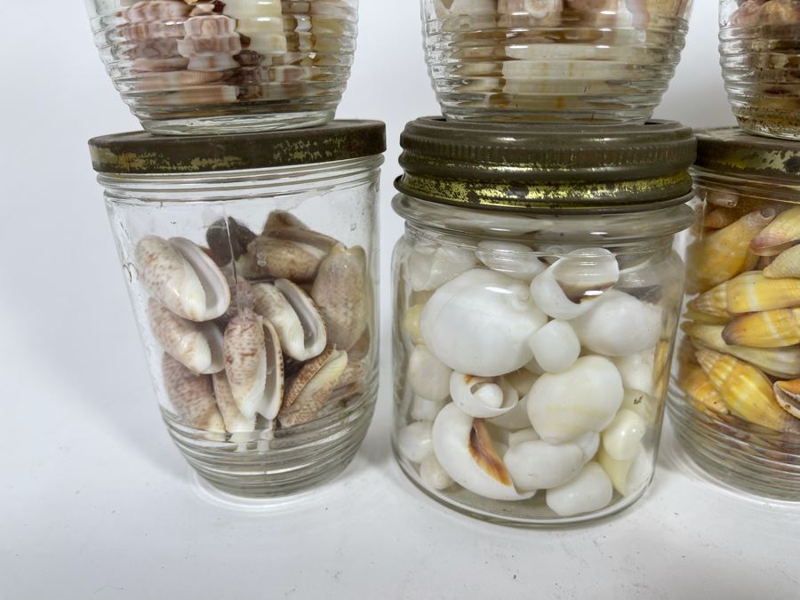 Collection Of Organic Seashells Mainly From The South Pacific Ocean [Photo 7]
