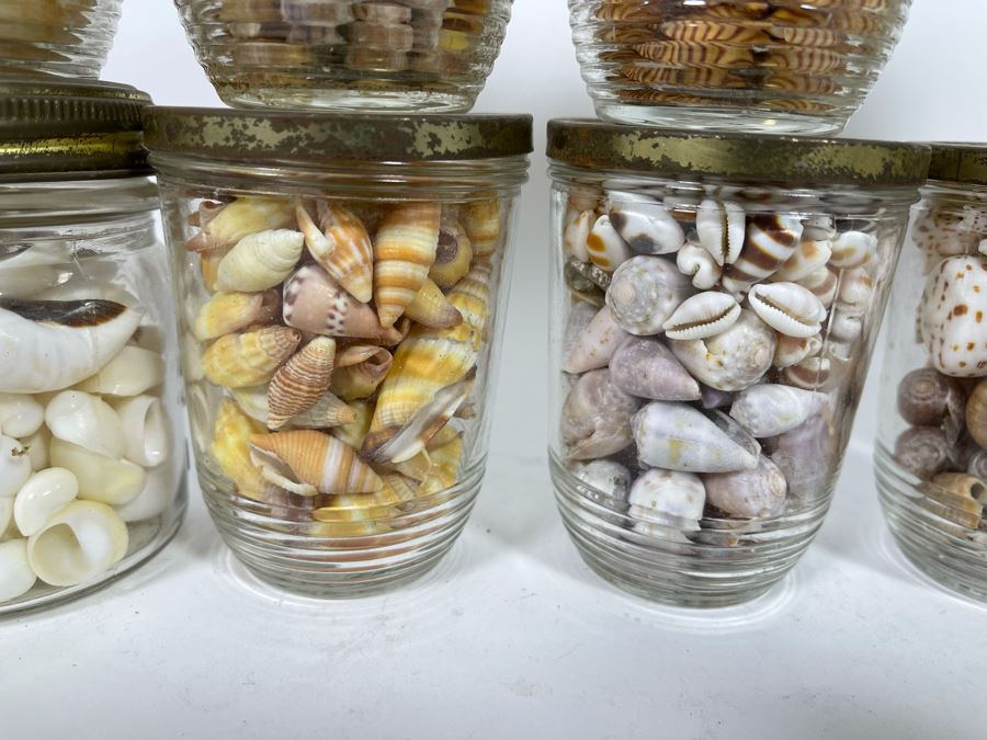 Collection Of Organic Seashells Mainly From The South Pacific Ocean [Photo 6]