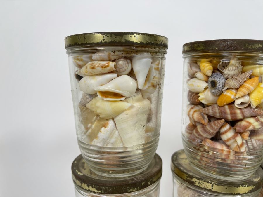 Collection Of Organic Seashells Mainly From The South Pacific Ocean [Photo 15]