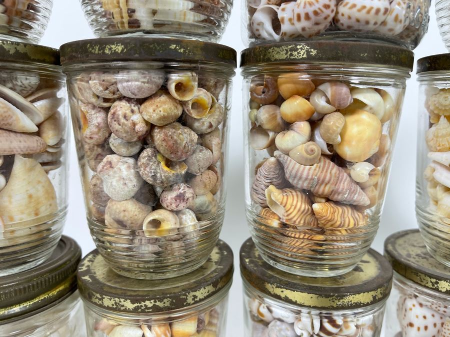 Collection Of Organic Seashells Mainly From The South Pacific Ocean [Photo 9]