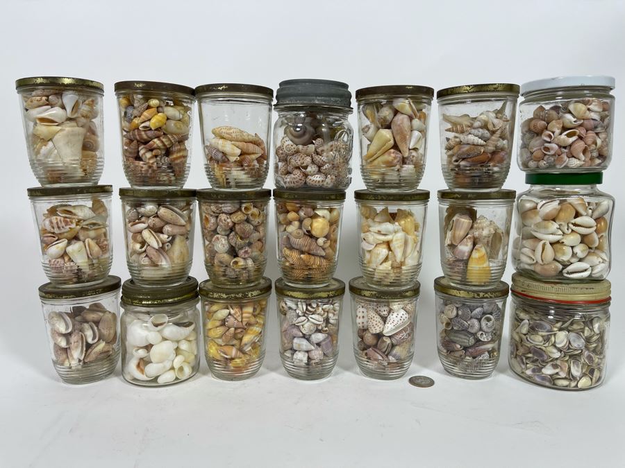 Collection Of Organic Seashells Mainly From The South Pacific Ocean [Photo 2]