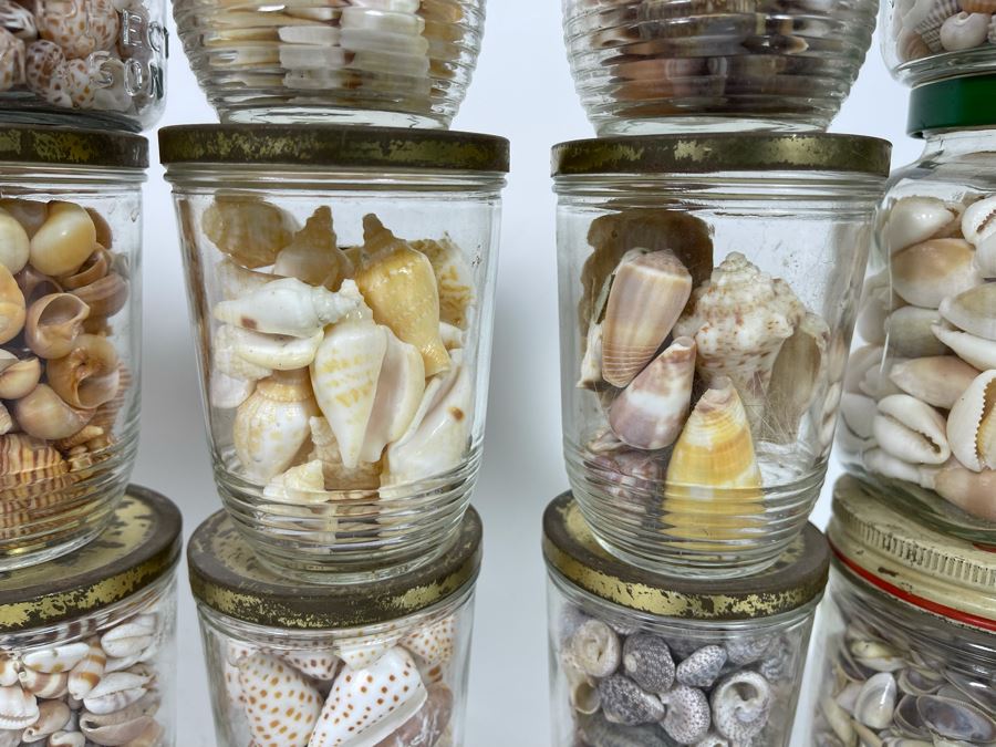 Collection Of Organic Seashells Mainly From The South Pacific Ocean [Photo 10]
