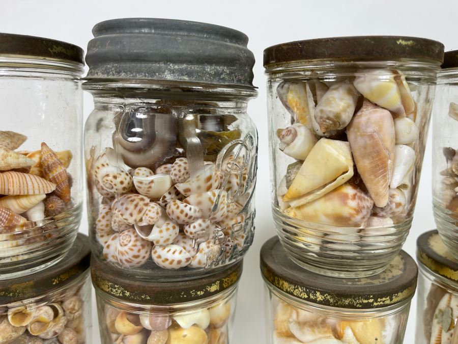 Collection Of Organic Seashells Mainly From The South Pacific Ocean [Photo 13]