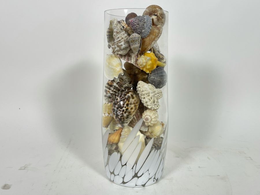 Vilusi Glass Vase Filled With Organic Seashells 5W X 12H [Photo 2]