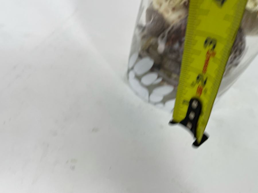 Vilusi Glass Vase Filled With Organic Seashells 5W X 12H [Photo 9]